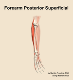 Muscles of the posterior superficial compartment of the forearm - orientation 11