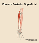 Muscles of the posterior superficial compartment of the forearm - orientation 12