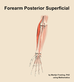 Muscles of the posterior superficial compartment of the forearm - orientation 13