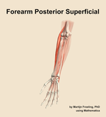 Muscles of the posterior superficial compartment of the forearm - orientation 14