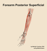 Muscles of the posterior superficial compartment of the forearm - orientation 15