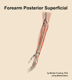 Muscles of the posterior superficial compartment of the forearm - orientation 16