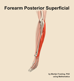 Muscles of the posterior superficial compartment of the forearm - orientation 2