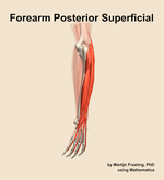 Muscles of the posterior superficial compartment of the forearm - orientation 3