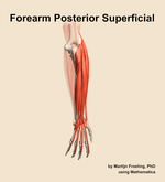 Muscles of the posterior superficial compartment of the forearm - orientation 4