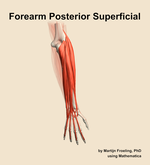 Muscles of the posterior superficial compartment of the forearm - orientation 5