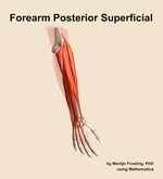 Muscles of the posterior superficial compartment of the forearm - orientation 6