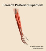 Muscles of the posterior superficial compartment of the forearm - orientation 7