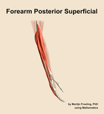 Muscles of the posterior superficial compartment of the forearm - orientation 8