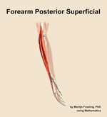 Muscles of the posterior superficial compartment of the forearm - orientation 9