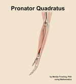 The pronator quadratus muscle of the forearm - orientation 1