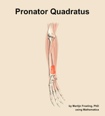 The pronator quadratus muscle of the forearm - orientation 11