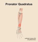 The pronator quadratus muscle of the forearm - orientation 12