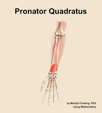 The pronator quadratus muscle of the forearm - orientation 13