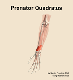 The pronator quadratus muscle of the forearm - orientation 14