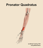 The pronator quadratus muscle of the forearm - orientation 15