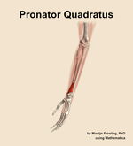 The pronator quadratus muscle of the forearm - orientation 16