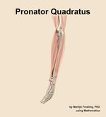 The pronator quadratus muscle of the forearm - orientation 2