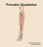 The pronator quadratus muscle of the forearm - orientation 3