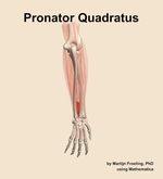 The pronator quadratus muscle of the forearm - orientation 4