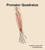 The pronator quadratus muscle of the forearm - orientation 5