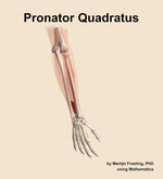 The pronator quadratus muscle of the forearm - orientation 6