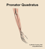 The pronator quadratus muscle of the forearm - orientation 7