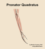 The pronator quadratus muscle of the forearm - orientation 8