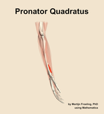 The pronator quadratus muscle of the forearm - orientation 9