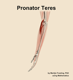 The pronator teres muscle of the forearm - orientation 1
