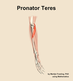 The pronator teres muscle of the forearm - orientation 10