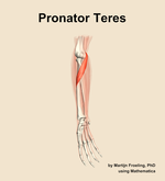 The pronator teres muscle of the forearm - orientation 11