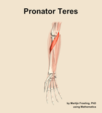 The pronator teres muscle of the forearm - orientation 12