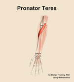 The pronator teres muscle of the forearm - orientation 13