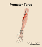 The pronator teres muscle of the forearm - orientation 14