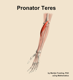 The pronator teres muscle of the forearm - orientation 15