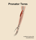 The pronator teres muscle of the forearm - orientation 16