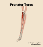 The pronator teres muscle of the forearm - orientation 2