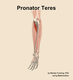 The pronator teres muscle of the forearm - orientation 3