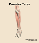The pronator teres muscle of the forearm - orientation 4