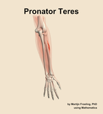 The pronator teres muscle of the forearm - orientation 5