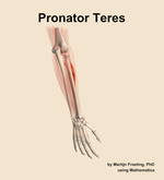The pronator teres muscle of the forearm - orientation 6