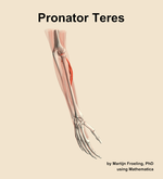 The pronator teres muscle of the forearm - orientation 7