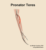 The pronator teres muscle of the forearm - orientation 8