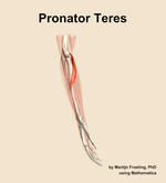 The pronator teres muscle of the forearm - orientation 9