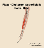 The radial head of the flexor digitorum superficialis muscle of the forearm - orientation 1