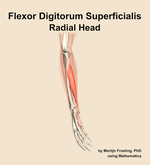 The radial head of the flexor digitorum superficialis muscle of the forearm - orientation 10