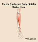 The radial head of the flexor digitorum superficialis muscle of the forearm - orientation 11