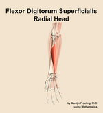 The radial head of the flexor digitorum superficialis muscle of the forearm - orientation 12