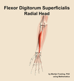 The radial head of the flexor digitorum superficialis muscle of the forearm - orientation 13